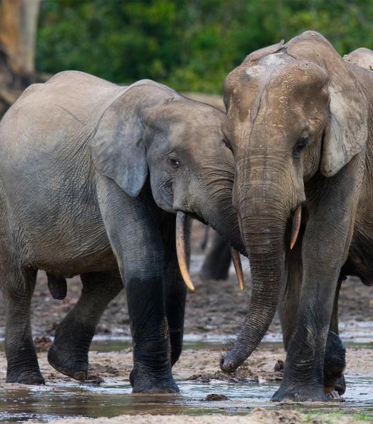 Forest Elephant | African Wildlife Foundation