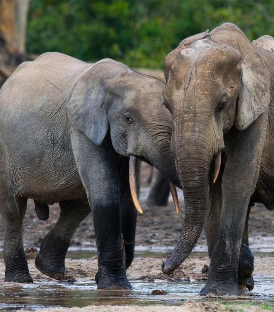 Forest Elephant