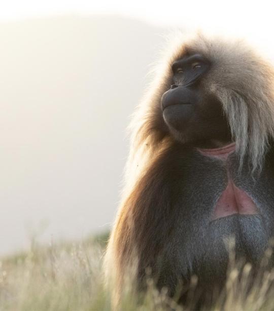 Gelada