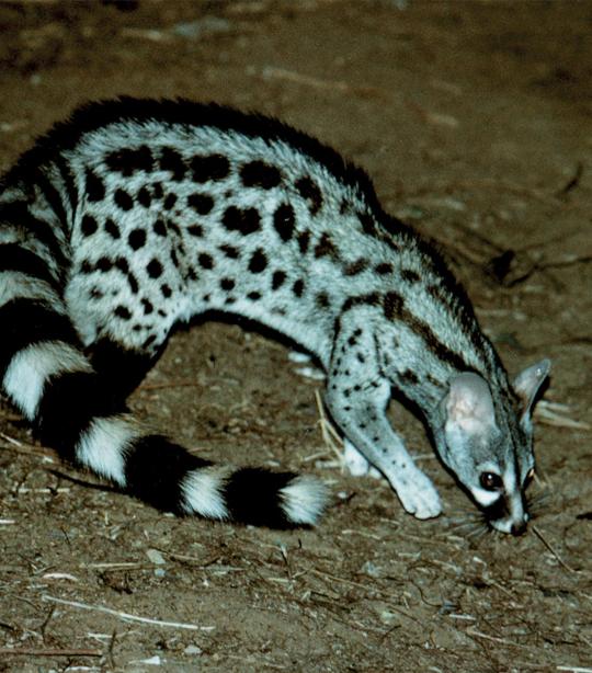 Genet