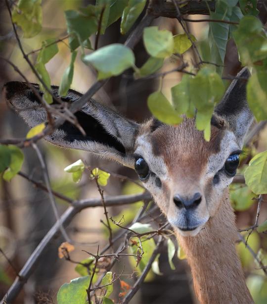 Gerenuk