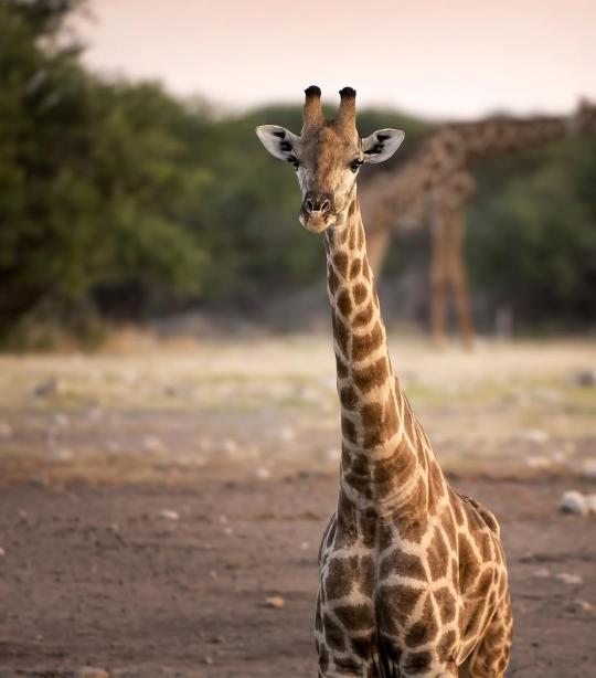 giraffe animal