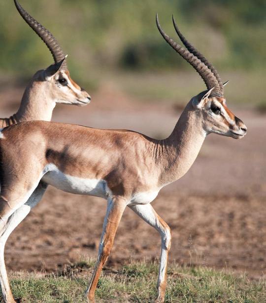 Grant's Gazelle | African Wildlife Foundation