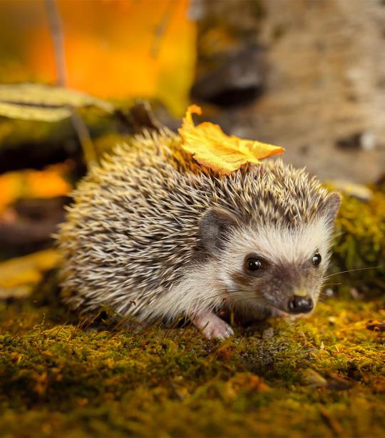 Hedgehog | African Wildlife Foundation