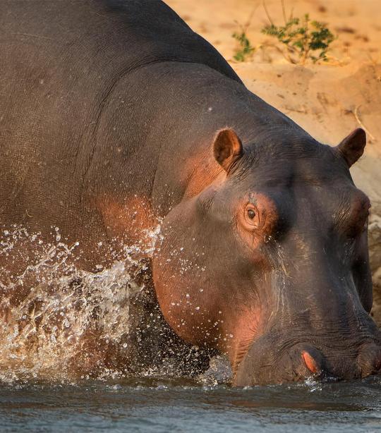 Hippopotamus | African Wildlife Foundation
