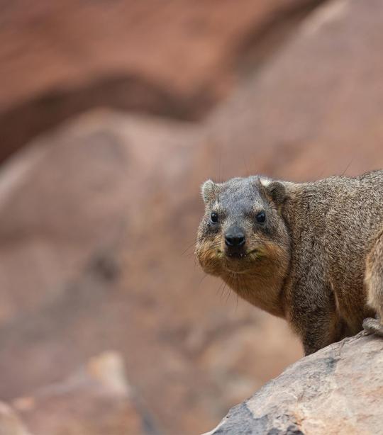 Hyrax