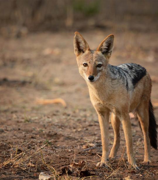 Jackal | African Wildlife Foundation