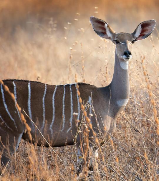 Kudu