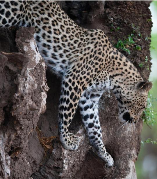 Leopard  African Wildlife Foundation