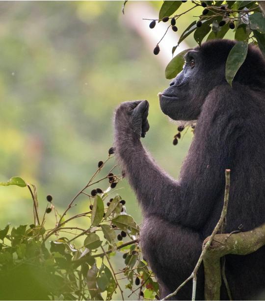 Mountain Gorilla