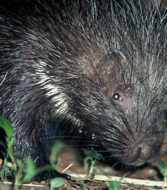 Porcupine | African Wildlife Foundation