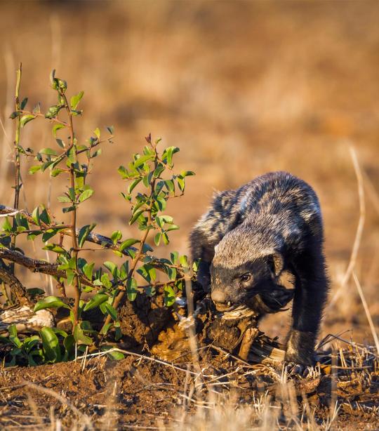 African honey badger.