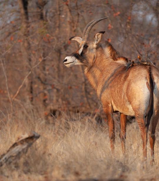 Roan Antelope