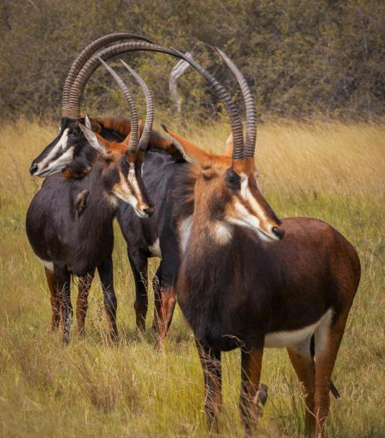 Antílope Sable - Réserve Africaine de Sigean