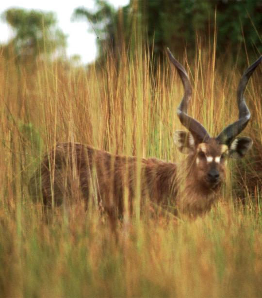 Sitatunga