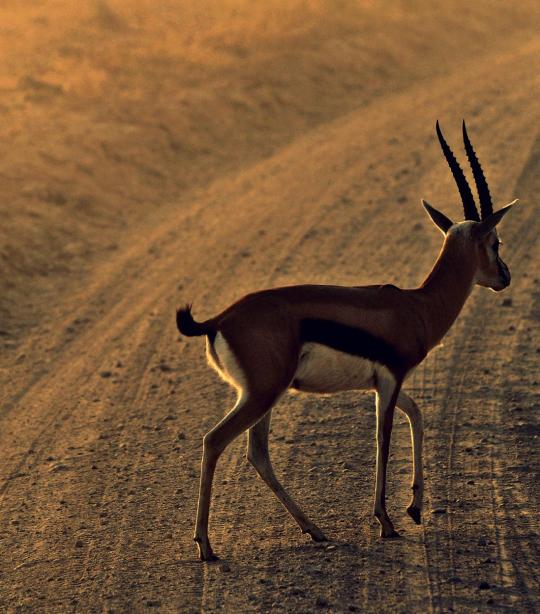 Thomson's Gazelle | African Wildlife Foundation