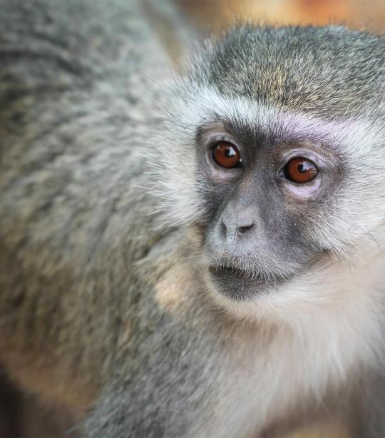 Vervet Monkey