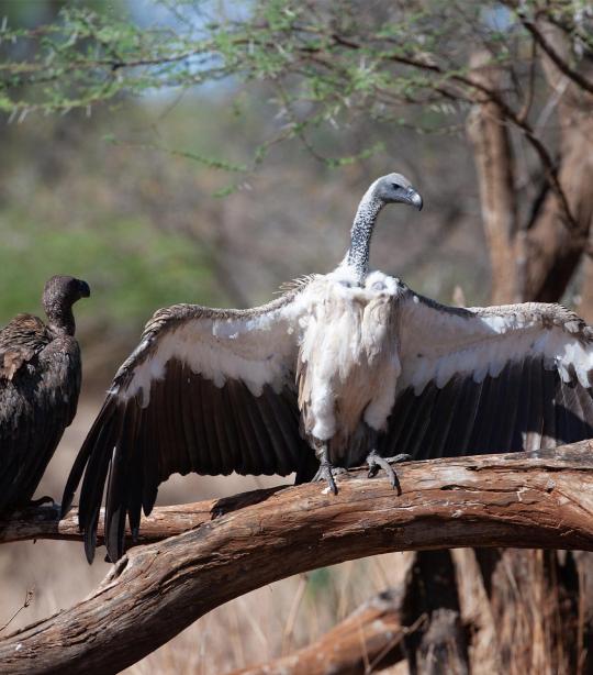 Vultures mostly forage outside protected areas; conservation