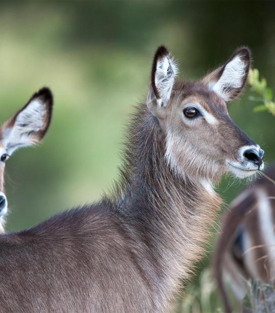 Waterbuck