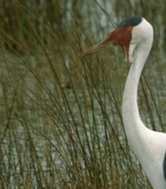 Wattled Crane