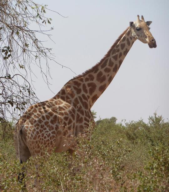 West African Giraffe