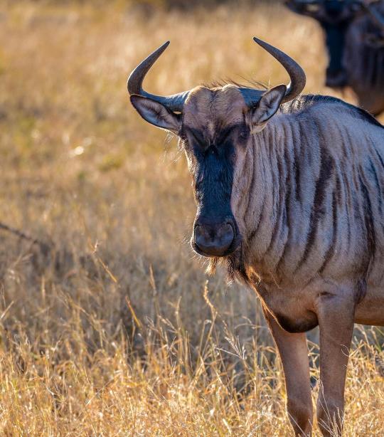 Wildebeest