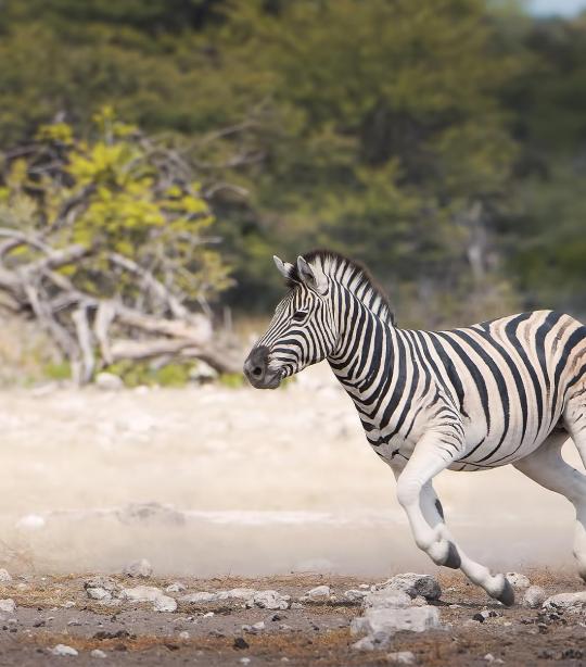 Zooming in on Zebras - NWF