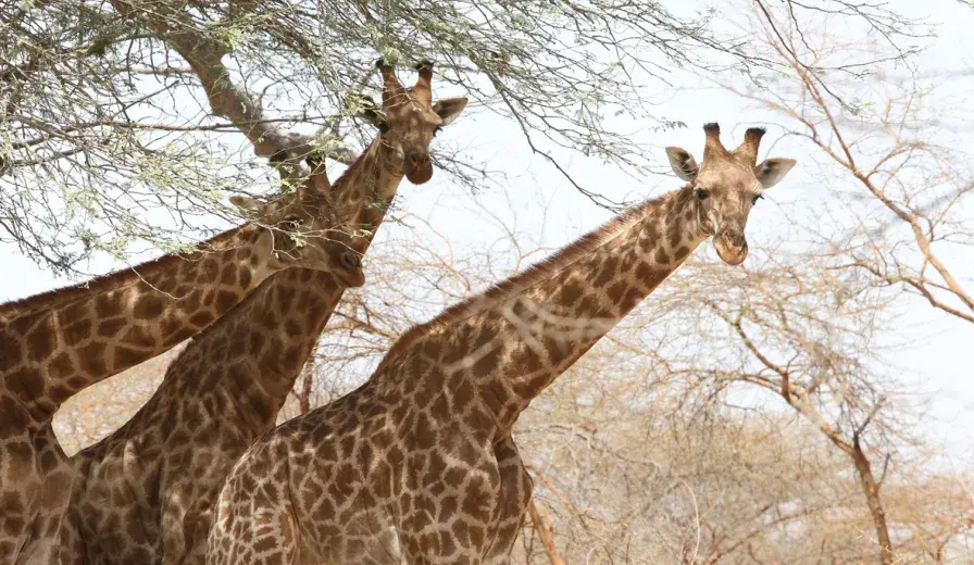Kordofan giraffes in Faro National Park, Northern Cameroon