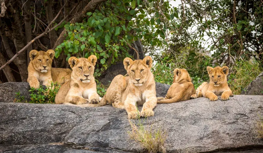 Lion cubs lying on rocks in Serengeti in Tanzania