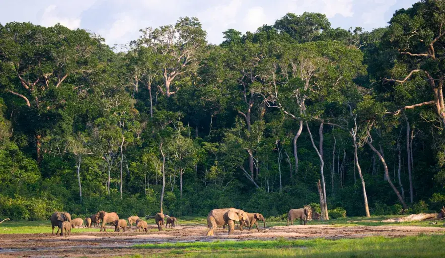 Group of African forest elephants in the forest edge in Central African Republic