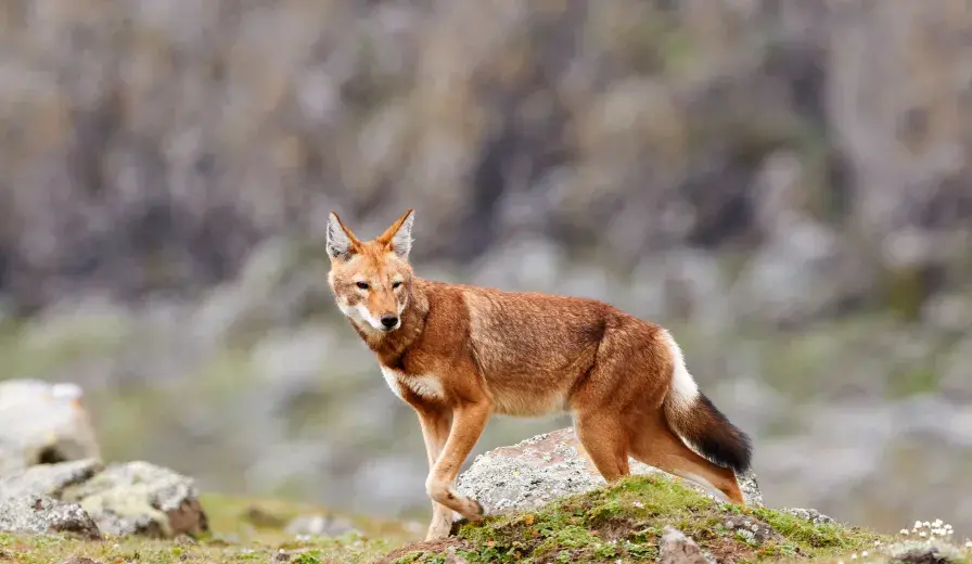 The Ethiopian wolf (Canis simensis), an endangered canid that lives on the Ethiopian Highlands.