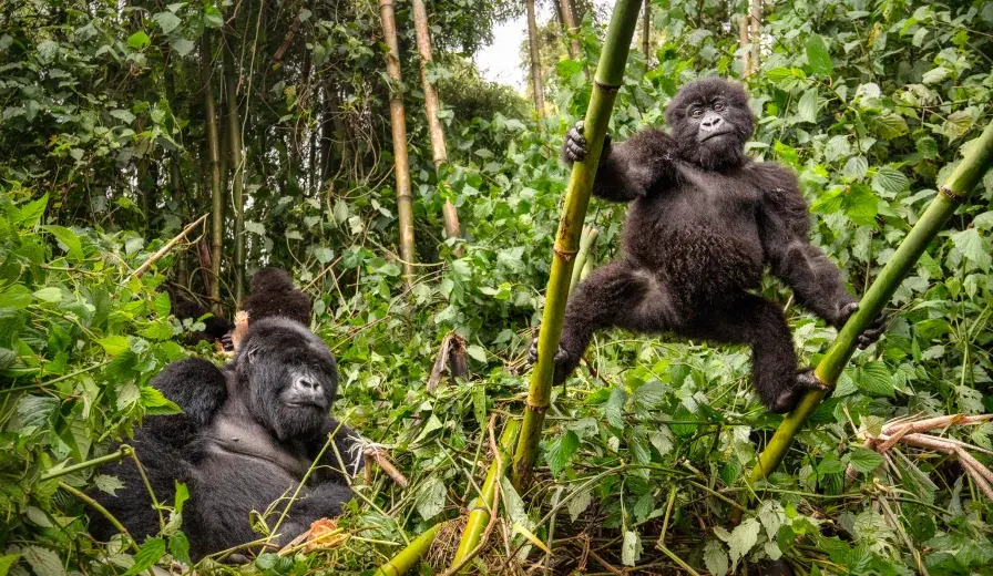 Gorilla mother and baby in Volcanoes National Park, Rwanda 