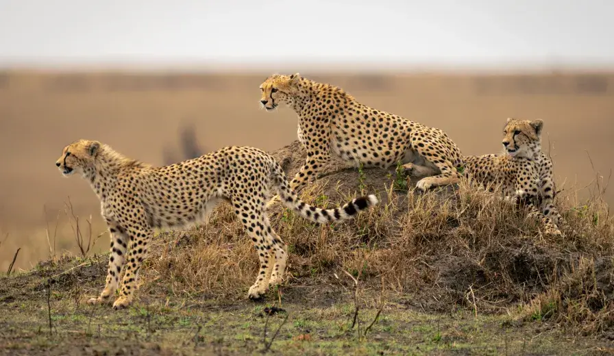Three cheetahs in savannah on termite mound
