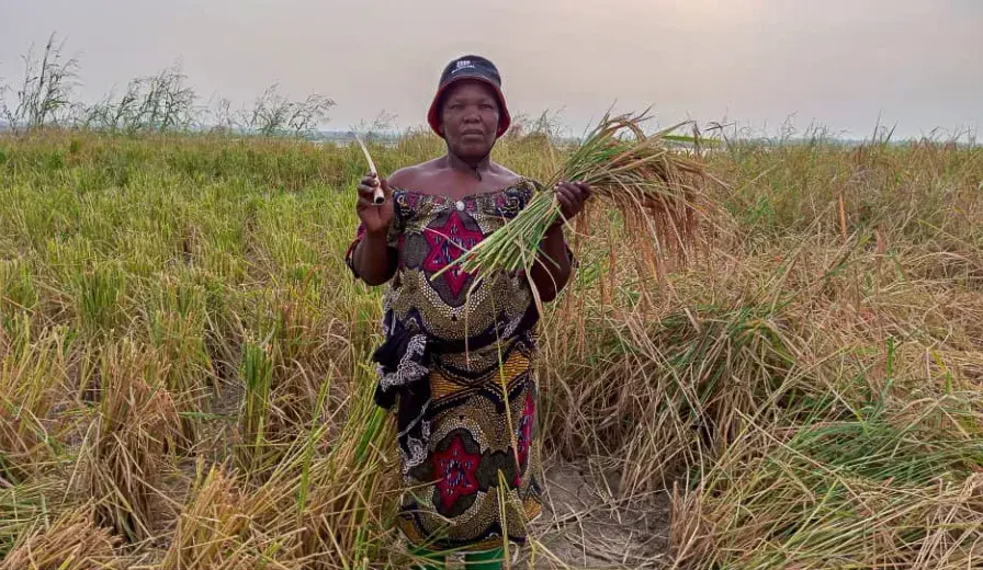 Aminatou Koffa stands in her rice field after the harvest.