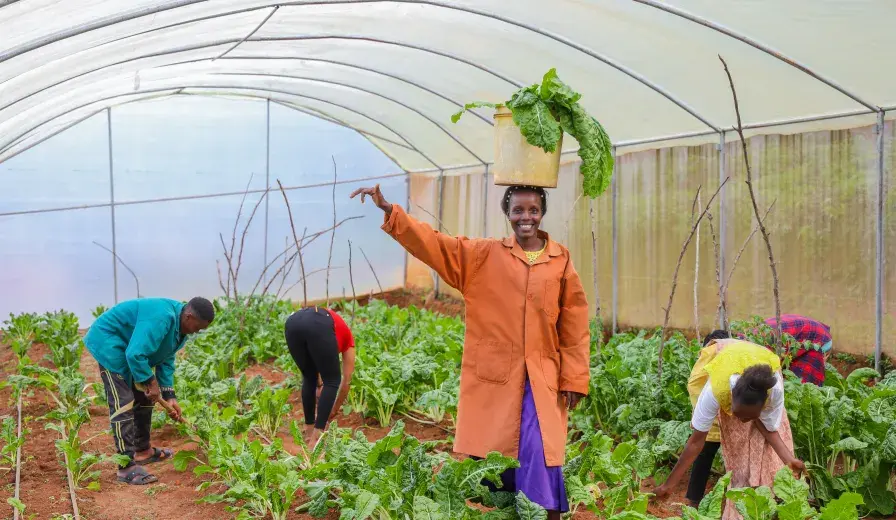 Jedida Mesi and the Mwavunyu Chakiloli Youth Group harvest fresh vegetables from their climate-smart greenhouse.