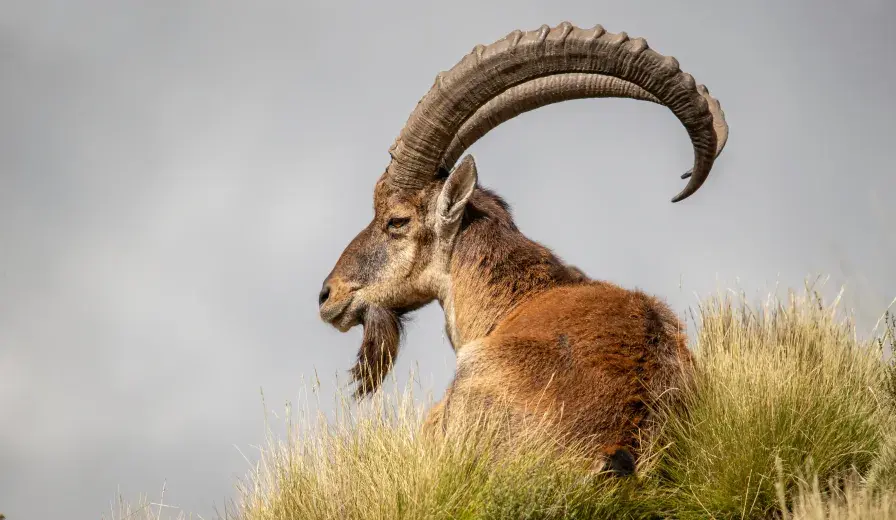 A Walia ibex in Ethiopia. © Kevin Dooley, Benjamin Mkapa African Wildlife Photography Awards 2021.