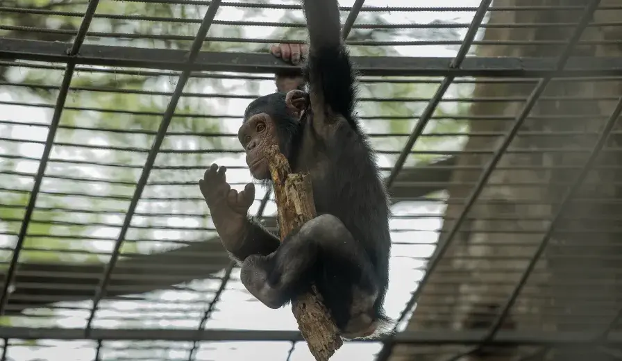 A chimpanzee rescued from poachers in Dja Faunal Reserve, taken to Mvog-Betsi Zoo in Yaounde for recuperation.