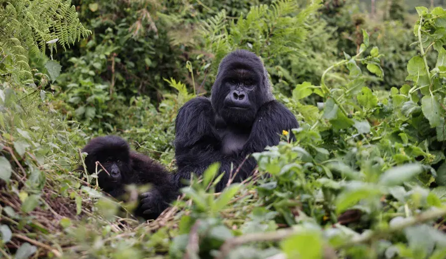 Mountain gorillas in Volcanoes National Park, Rwanda.