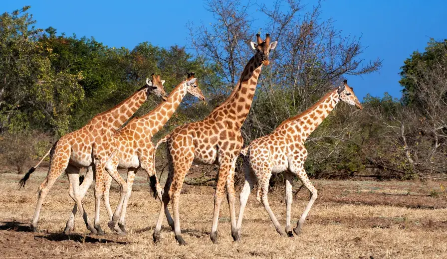Kordofan giraffes move across the African savanna.