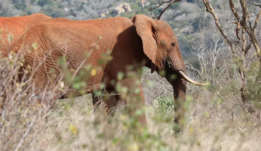 Elephants at Amaka Conservancy in Kenya’s Tsavo Landscape.