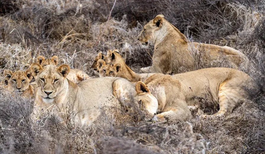 A pride of lions in Kenya's Tsavo landscape. © AWF