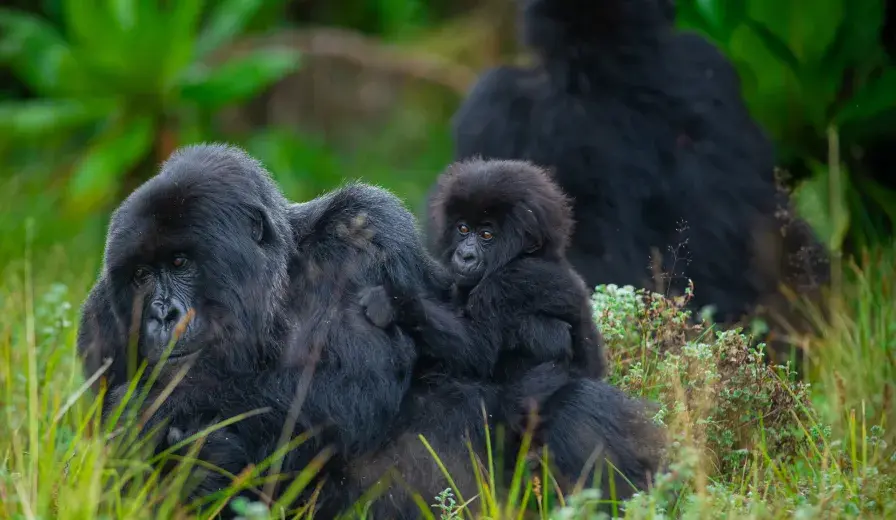 Gorilla family