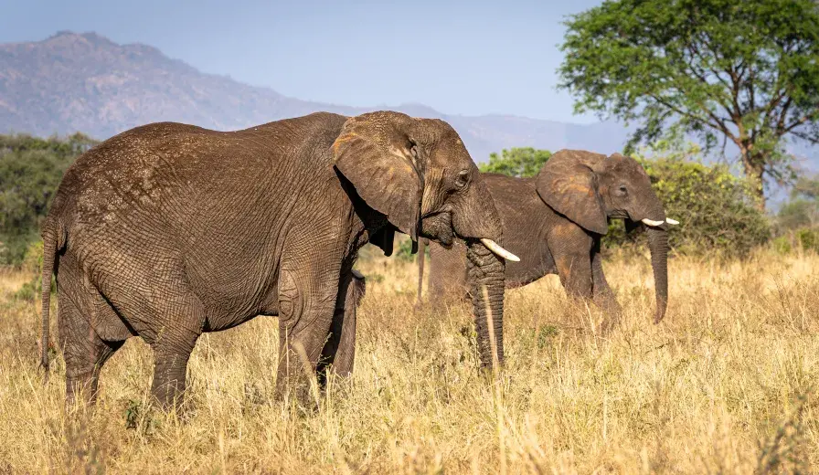 A pair of elephants roam the Kidepo Valley.