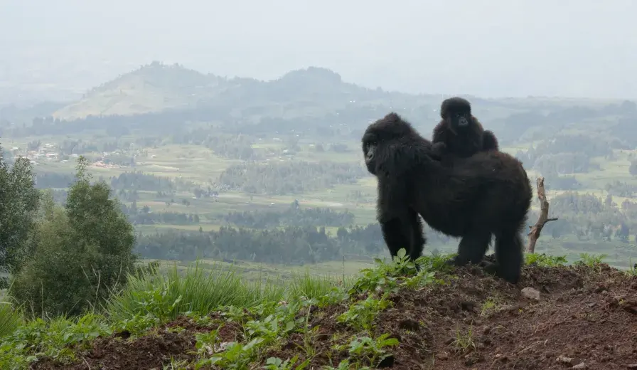 A mountain gorilla with her child in Volcanoes National Park, Rwanda. © McDonald Wildlife Photography, Inc.
