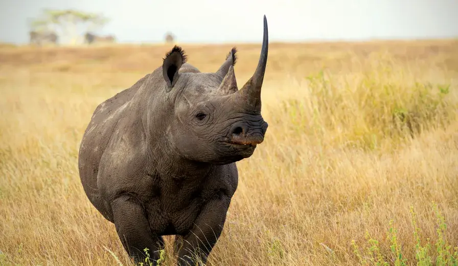 A rhino on the African savanna. © AWF