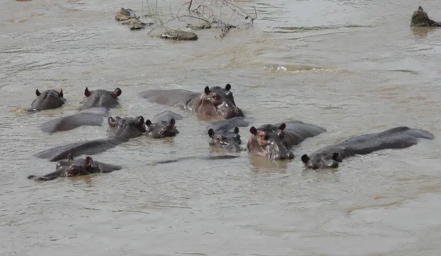 A pod of hippos in Faro National Park, Cameroon.