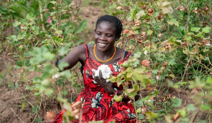 Hellen Nakwang of Karenga District, Uganda harvests cotton on her farm. © AWF