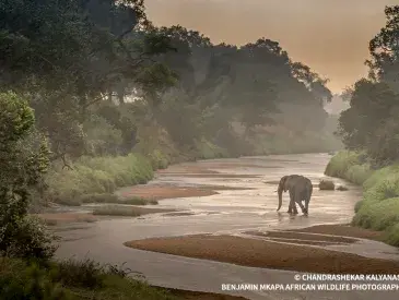 An elephant wanders through a misty river landscape.