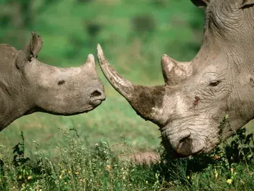 Rhinos in the African Savannah