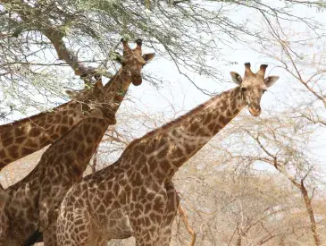 Kordofan giraffes in Faro National Park, Northern Cameroon